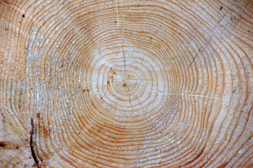 Fichte Holz Maserung