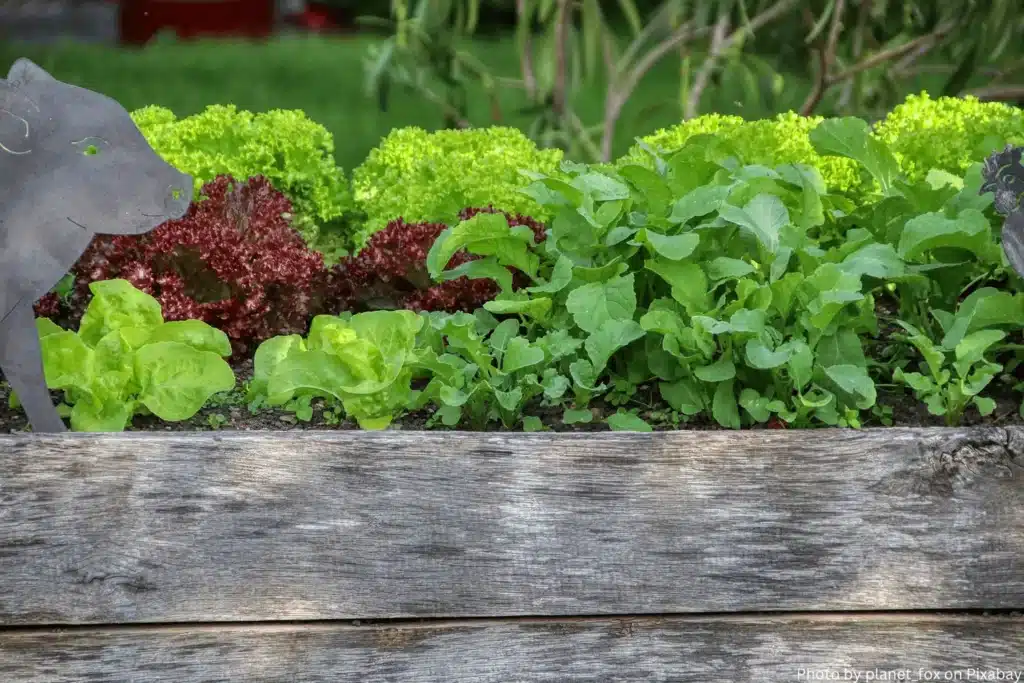 Mit Salaten bepflanztes Hochbeet