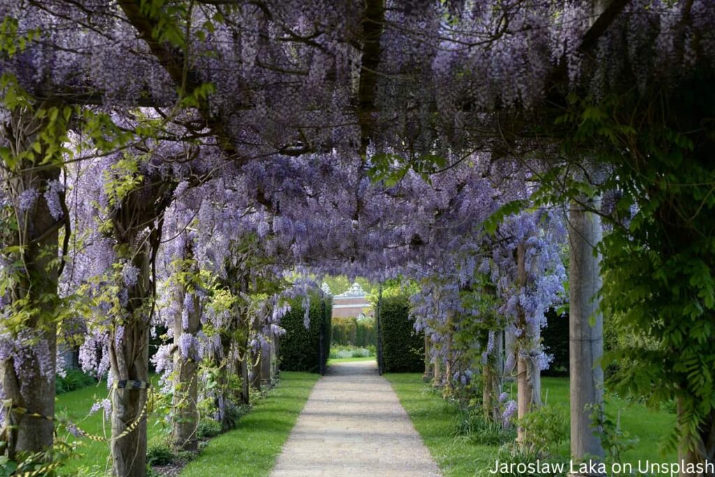 Pergola mit Blauregen