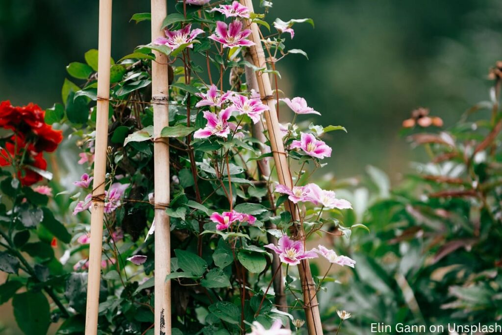 Clematis an Rankhilfe