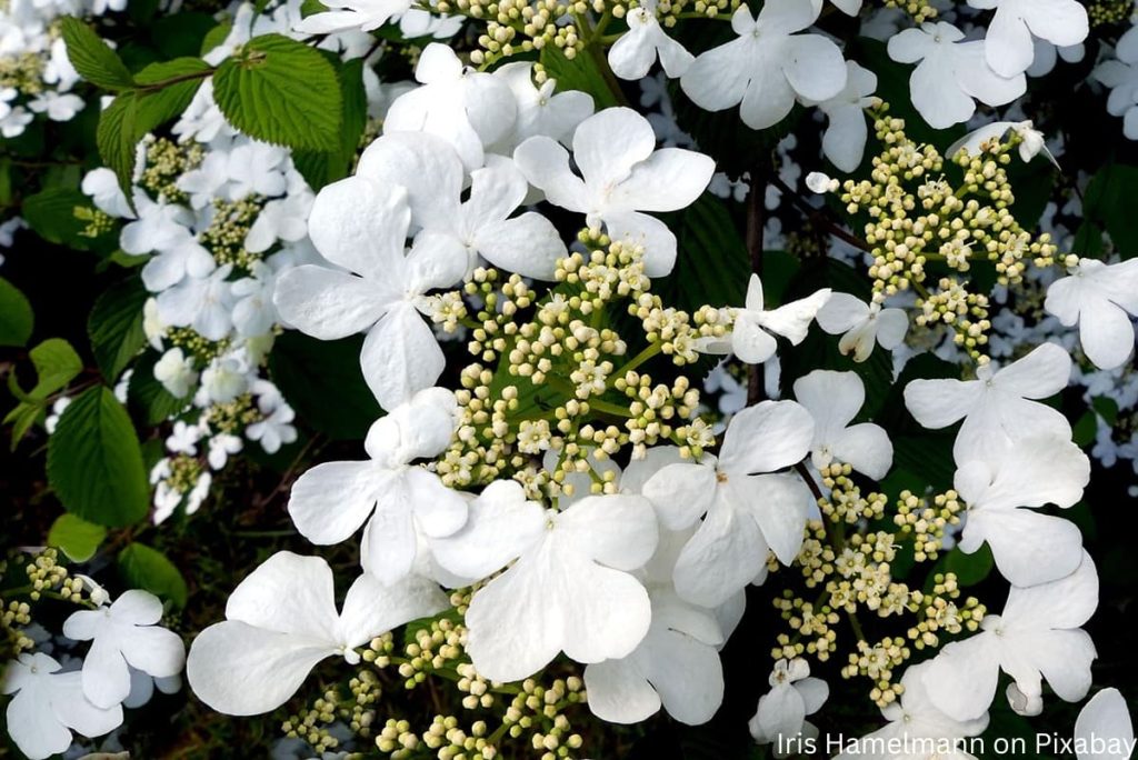 Kletterhortensie