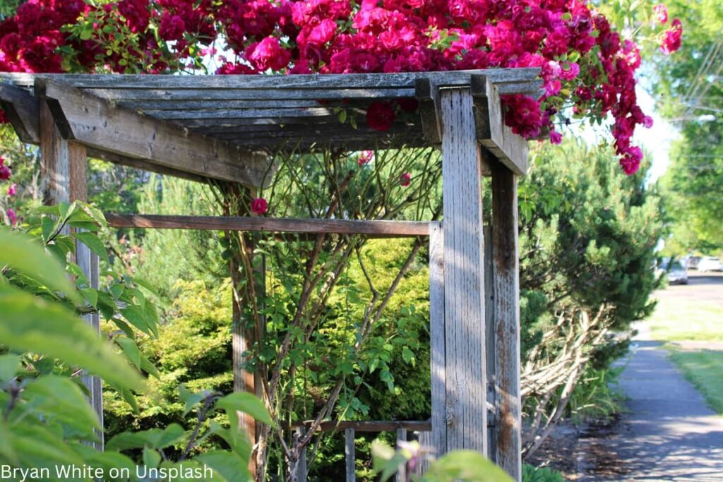 Kletterrose auf Pergola