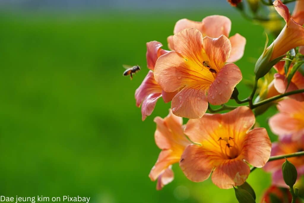 Trompetenblume mit Bienen