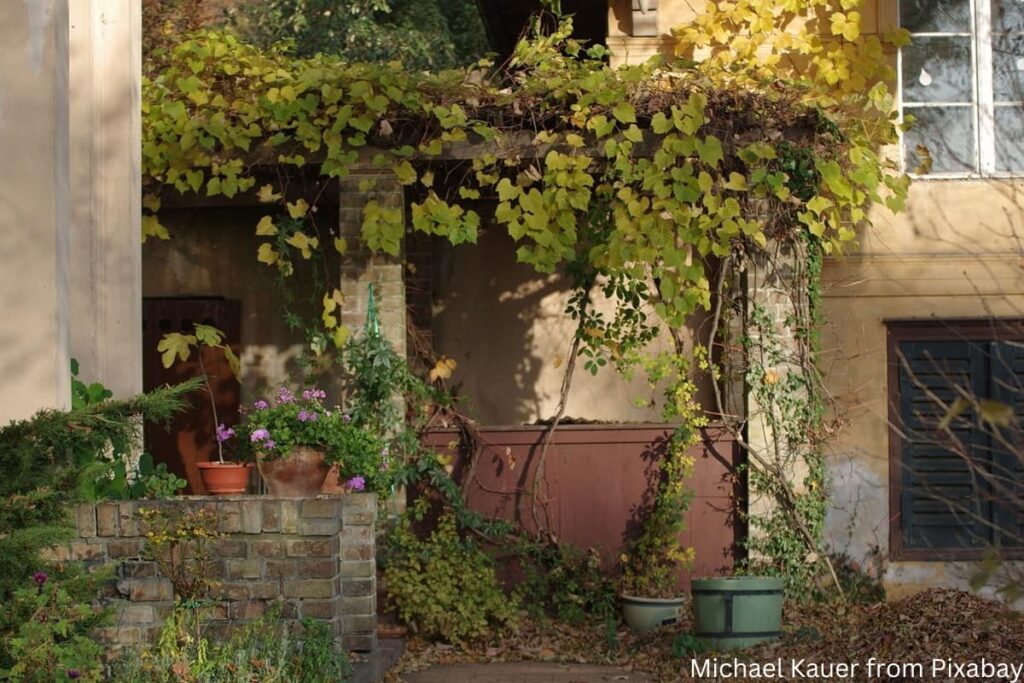 Pergola mit Echtem Wein