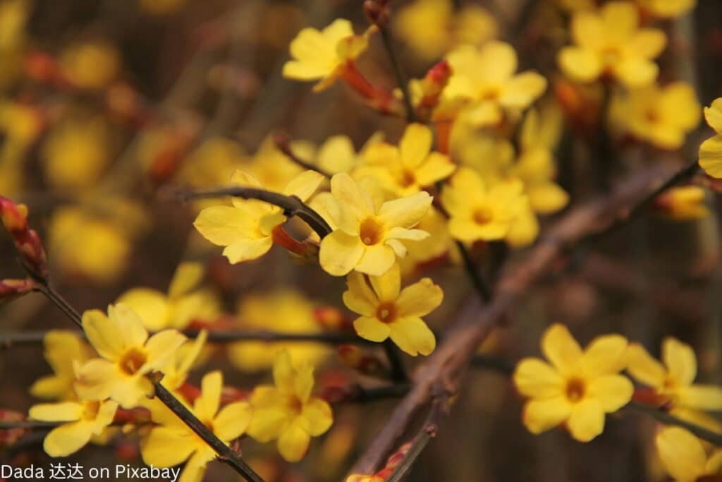 Winterjasmin Nahaufnahme