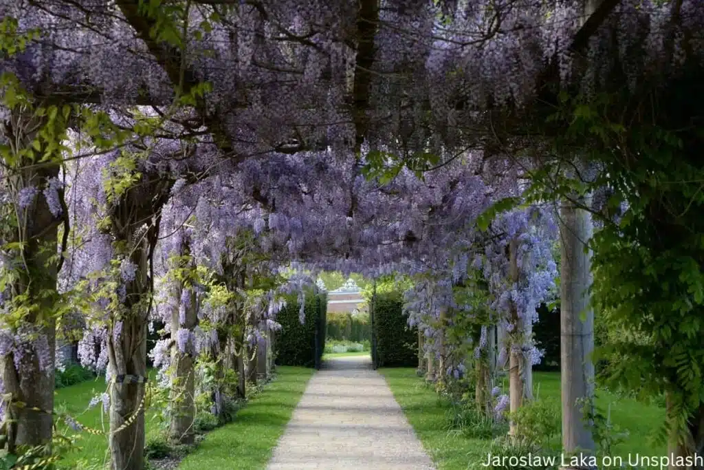 Pergola mit Blauregen